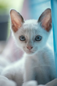 Close-up portrait of kitten