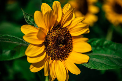 Close-up of sunflower