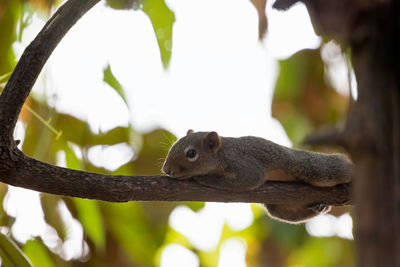 Close-up of squirrel on branch