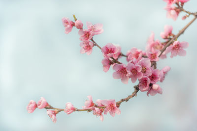 Blooming peach trees in spring