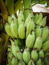 Close-up of fruits for sale in market