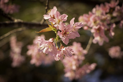 Close-up of pink flowering plant
