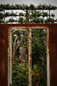 Trees and plants growing in yard of abandoned house