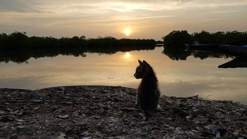 View of dog on lake during sunset