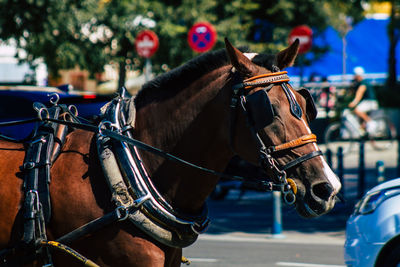 Horse cart