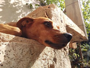 Close-up of a dog looking away