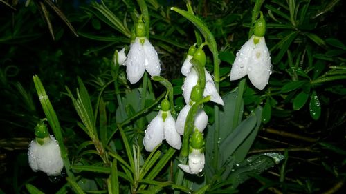 Close-up of wet white flowers blooming outdoors