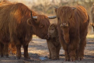 Highland cattle with calf on field