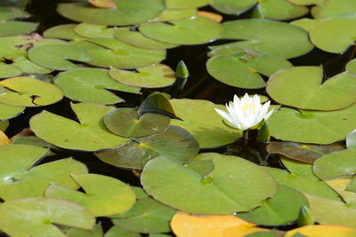 Close-up of water lily on leaves
