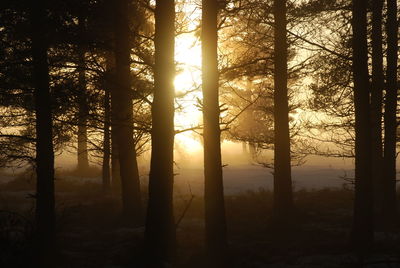 Trees in forest during sunset