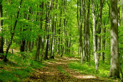 Scenic view of trees in forest