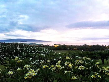 Scenic view of flowering plants on field against sky