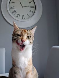 Close-up of cat yawning