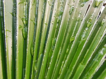 Detail shot of bamboo plants