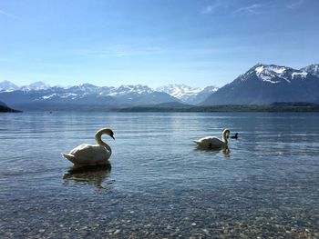 Swans swimming in lake against mountain range