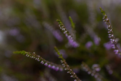 Heath flowers in countryside