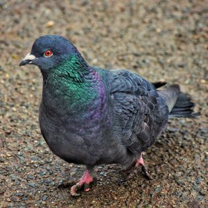 Close-up of pigeon on field