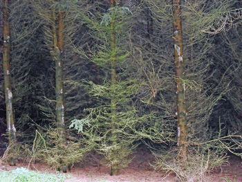 View of pine trees in forest