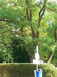 Plants growing on tree