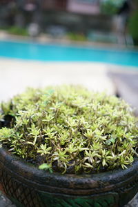 Close-up of green plants in basket