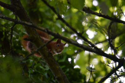 Close-up of squirrel on tree