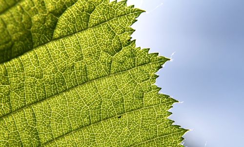 Close-up of leaves