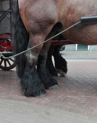 Close-up of horse standing outdoors