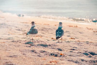 Seagulls on beach