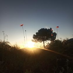 Scenic view of field against clear sky during sunset