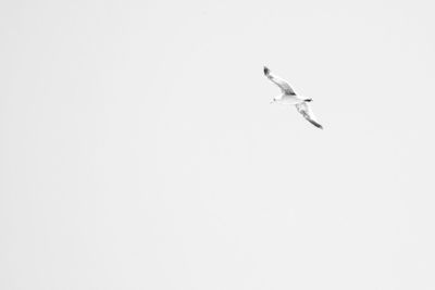 Low angle view of seagulls flying
