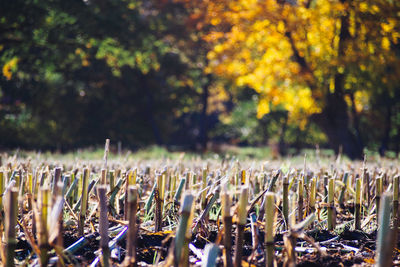 View of a row in row