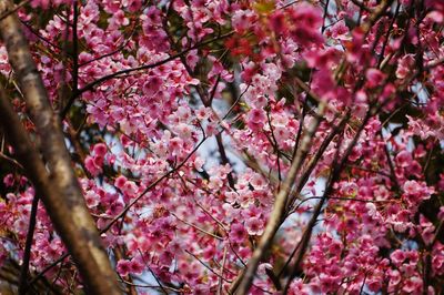 Low angle view of cherry blossom tree