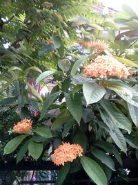 Close-up of flowering plants on tree