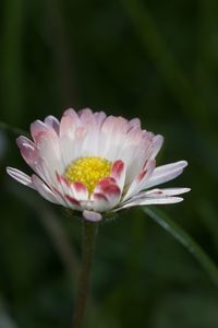 Close-up of pink flower