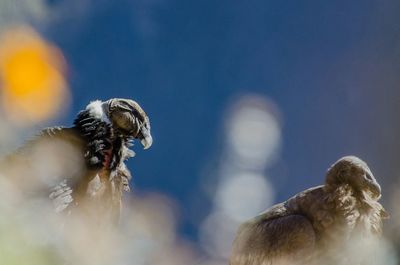 Close-up of bird against sky