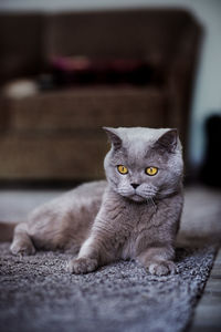 Portrait of cat relaxing on floor