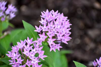Close-up of purple flowering plant