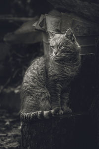 Portrait of a cat looking away