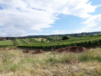 Scenic view of agricultural field against sky