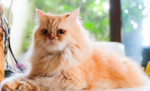 Close-up portrait of a cat