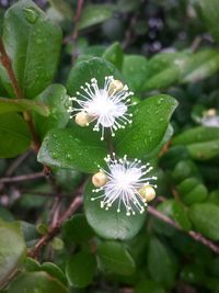 Close-up of flowers