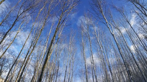 Low angle view of bare trees against blue sky