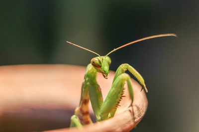 Close-up of insect