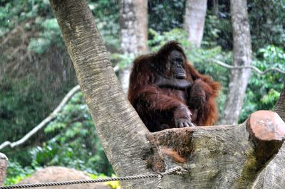 Monkey in a forest