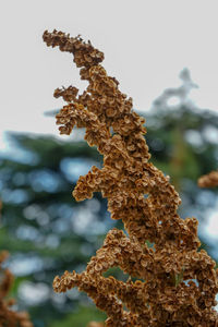 Close-up of plant growing on tree against sky