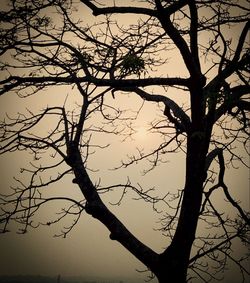 Silhouette bare tree against sky