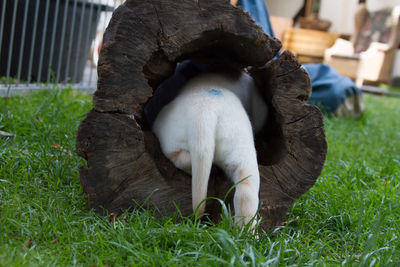 Rear view of dog in hollow log at yard