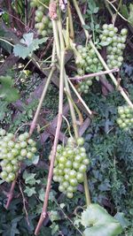 Close-up of plants