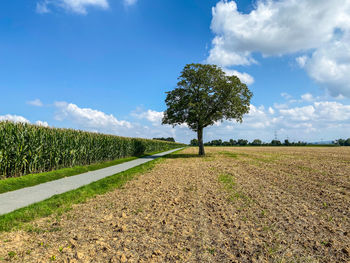 Scenic view of agricultural field against sky