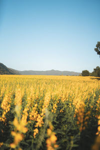 Scenic view of agricultural field against clear sky